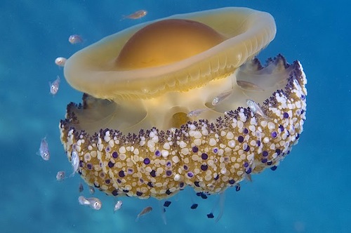 Cotylorhiza_tuberculata