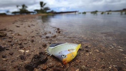 Derrame-de-melaza-en-Hawai-peor-que-un-vertido-de-petroleo-2