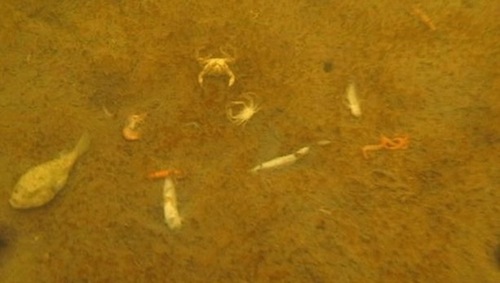 Derrame-de-melaza-en-Hawai-peor-que-un-vertido-de-petroleo-3