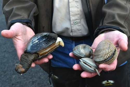 20131008-clamming-vancehands-1