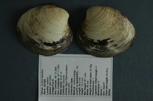 almeja-islandia-ming