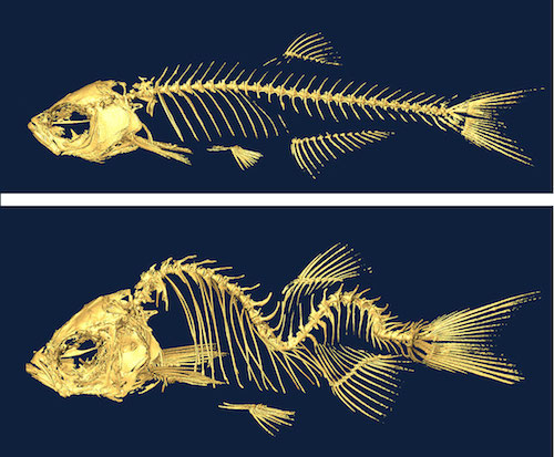 fish_skeletons