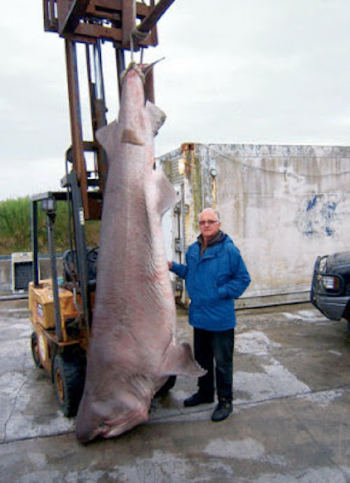 Joe Waldis 12’ 9” bluntnose six-gill shark world record brithis isles igfa shark massive big huge monster record atlantic white ireland uk england