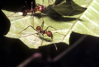 o_ants07