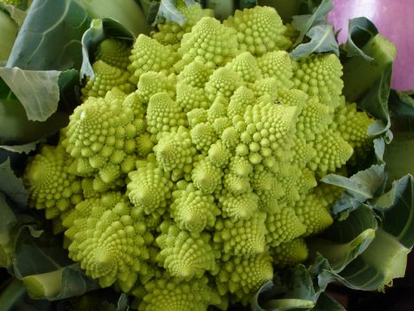 o_brassica_romanesco
