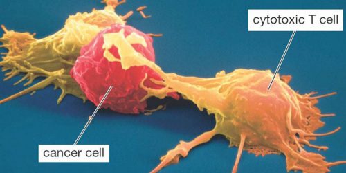 t-cell-cancer-graphic