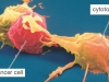 t-cell-cancer-graphic