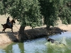 o_CABALLO1
