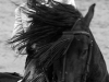 o_Caballo Ventura