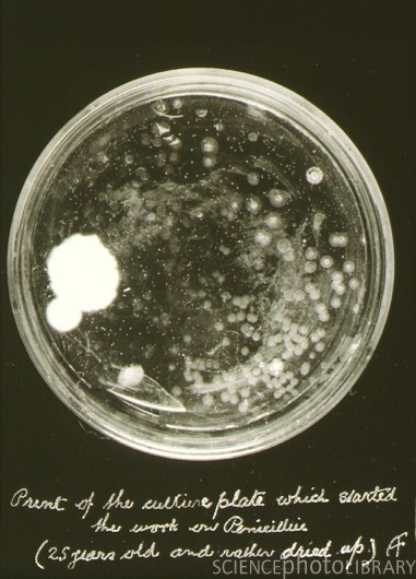 Alexander Fleming: la penicilina como medicamento - microbichitos