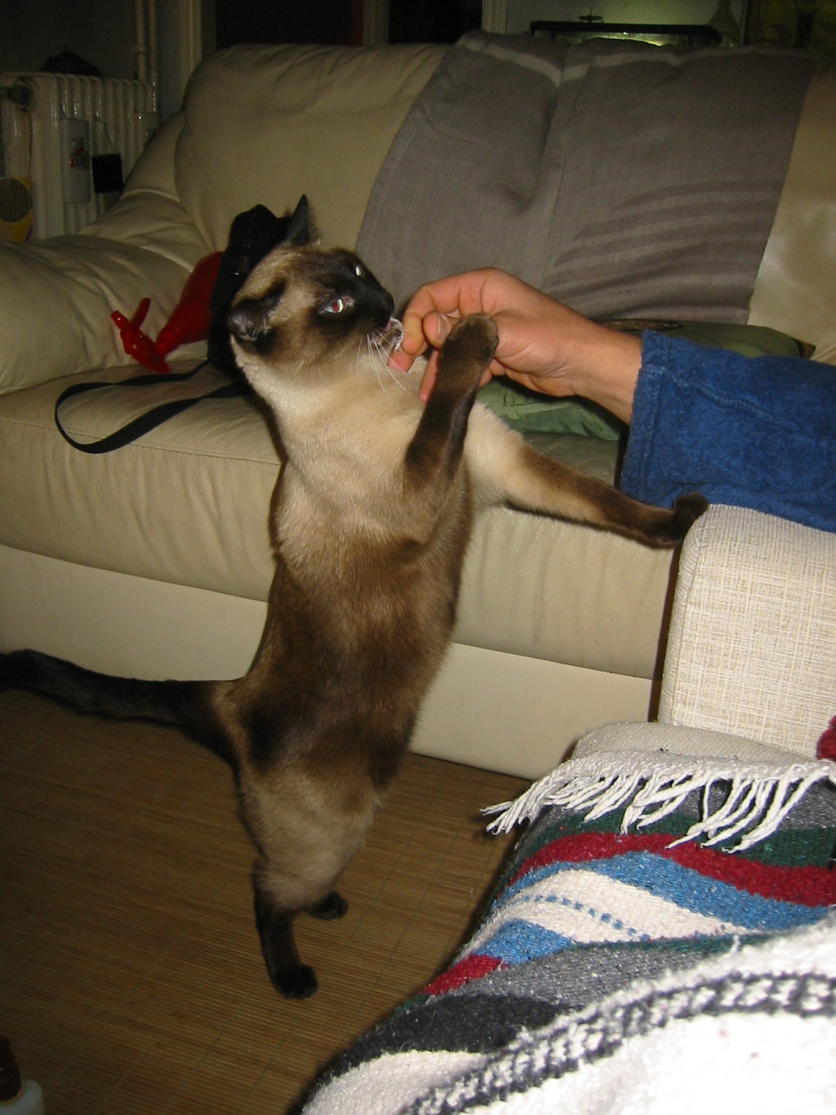 Como Hacer Que Me De Fiebre Yahoo Enfermedad por arañazo de gato - Salud Pública y algo más