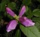 o_03957_medium