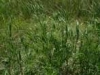 o_13181_medium