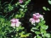 o_21216_medium
