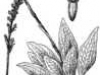 o_25868_medium2