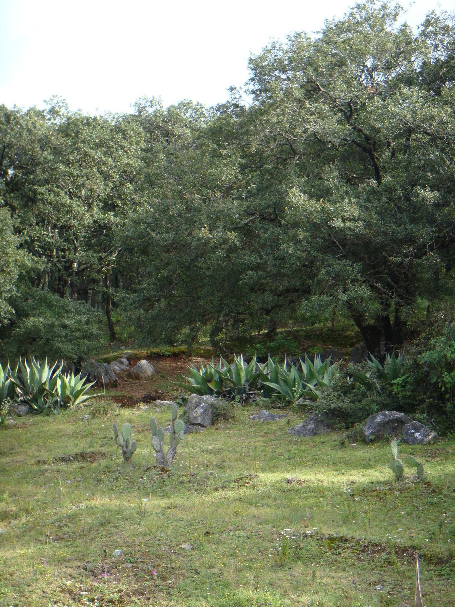    Bosque de Encinos en México
