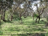 matotral-mediterraneomallee-australia