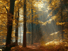 o_Beeach Forest