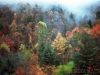 o_Bosque Mixto templado en Canada