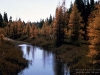 o_Bosque de Alerce Canada