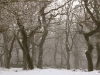 o_Bosque robles invernal