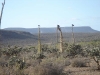 o_Fouquieria columnaris y Opuntia sp