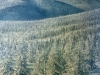 o_Larix gmelinii1