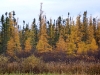 o_Larix_laricinay picea