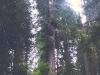 o_Sequoia semvervirens