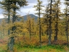 o_Taiga Lago Baikal