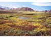 o_Turbera Tundra educaaragon