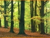 o_bosque templado