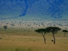 o_sabana