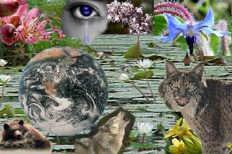 diccinario-de-la-biodiversidad-fuente-inbio