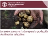 suelos-sanos-alimentos-saludables