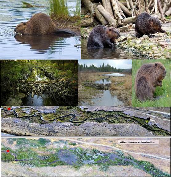 castores-inundaciones-grande