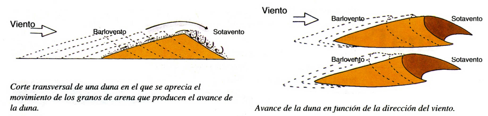 dunas-formacion-esquema-fuente-biogeo2