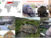 castores-artico