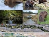 castores-inundaciones-grande