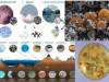 diversidad-microbiana-y-sustrato-profundidad-Tierra