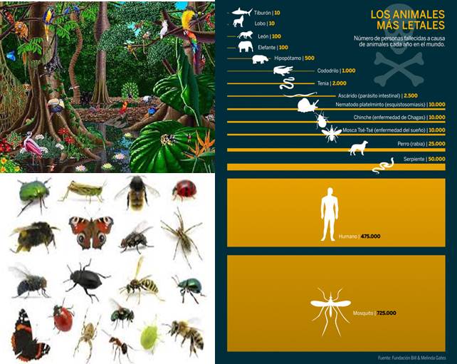 0-especies-por-tamano-lo-pequeno-es-importente