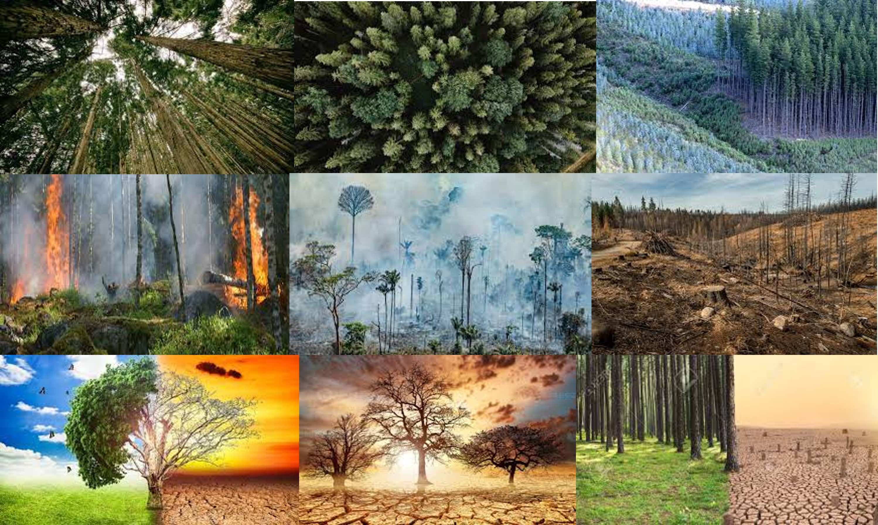 Bosques-cambio-climatico