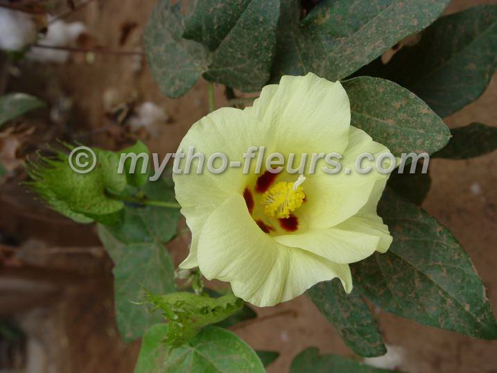 algodon-silvestre-gossypium-hirsutum-fuente-jardines-del-atantico