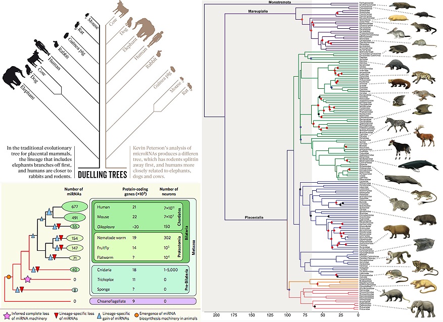 arbol-de-la-vida-mamiferos-mammals