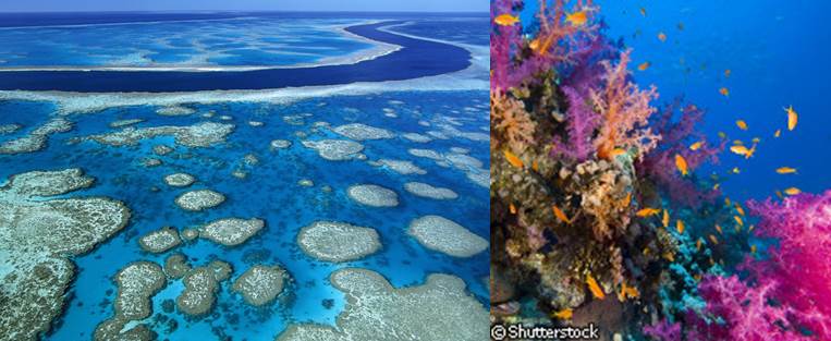 arrecifes-de-coral