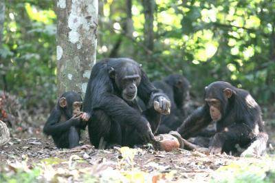 chimpances-neolitico-y-miel
