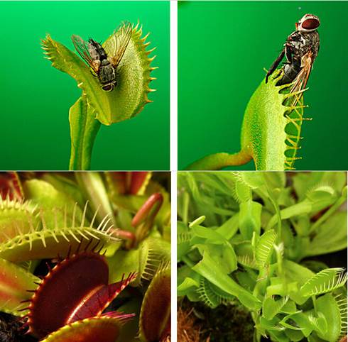 dionaea-muscipula-planta-insectivora-fente-ebay