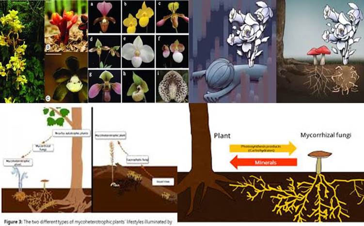 Plantas Micoheterótrofas: Explorando una Relación Fascinante entre Plantas y Hongos