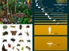 0-especies-por-tamano-lo-pequeno-es-importente