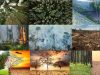 Bosques-cambio-climatico